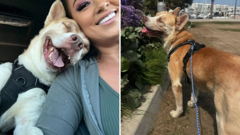 LA Shelter Dog Saved From Euthanasia Smiles The Whole Way Home