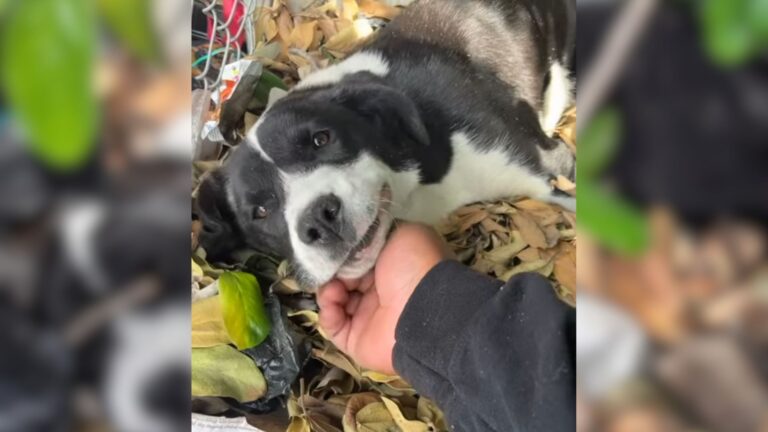 Lying On Dirt Pile In LA, This Cutie Was Barely Able To Lift Her Head, Then Her Angel Arrived