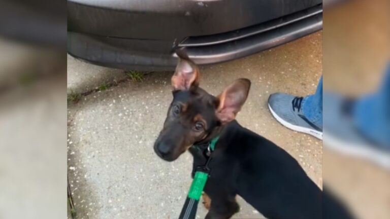 Alabama Couple Sees Their Dog Freaking Out By Their Car And Things Quickly Turn Alarming