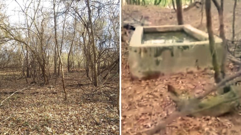 Man Follows Screams To Old Well In Georgia Woods, Shines Light Down, And Freezes At The Sight