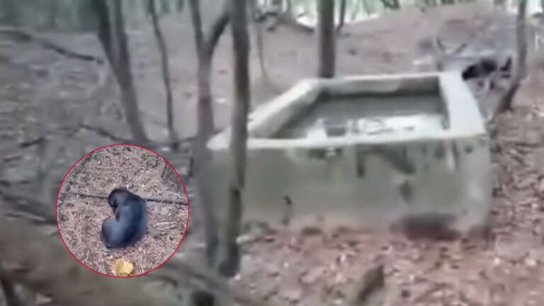 Strange Screams From Georgia Woods Lead Man To A Shocking Discovery In An Old Well