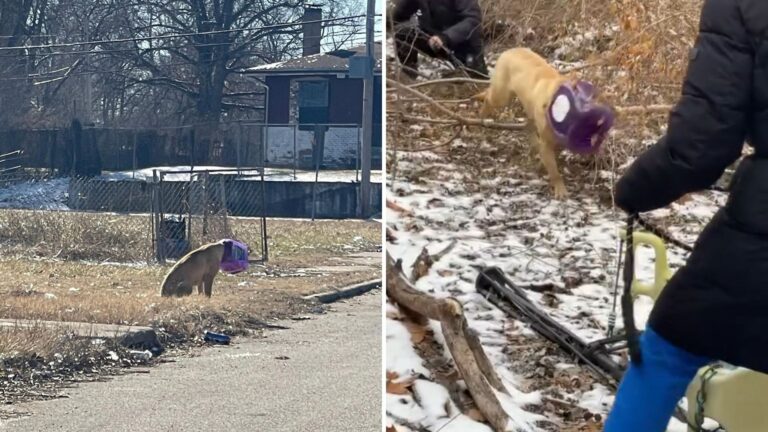 Stray Dog In Illinois With Bucket Stuck Over His Head Leaves Rescuers With Tough Decision