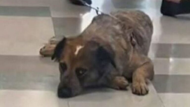 Dog Surrendered To High-Euthanasia Shelter In Oklahoma Breaks Hearts With A Single Glance