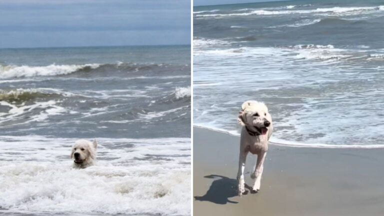 North Carolina Woman Takes Her Dog To The Ocean, Then Witnesses A Moment She’ll Never Forget