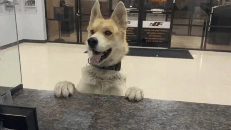Texas Police Stunned As Dog Enters Their Station At 3 A.M. And Heads Straight To The Counter