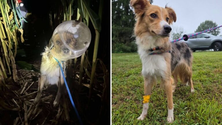 Dog Trapped In Bucket For Days Finally Freed With Epic Drone Intervention In Pennsylvania