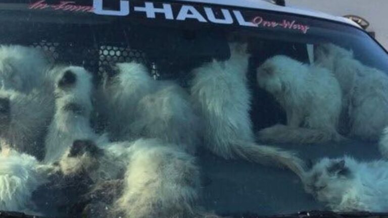 California Officers Horrified To Find 134 Cats Crammed In Scorching Van Outside Taco Bell