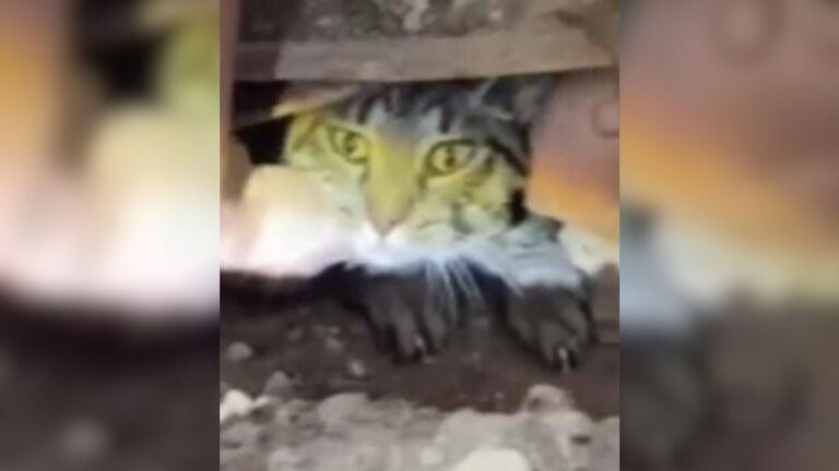 Minnesota Family Learns Where Their Missing Cat Was Stuck For 2 Months And Can’t Believe It