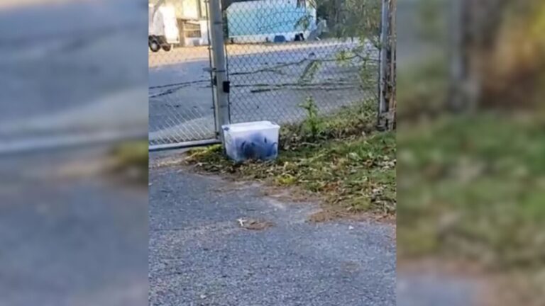 Alabama Woman Checks A Container Left On The Lawn And Gasps When She Sees A Movement Inside