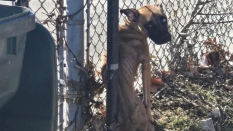Starving Dog Left Tied To A Fence At Abandoned School In Missouri, Her Life Hanging By A Thread