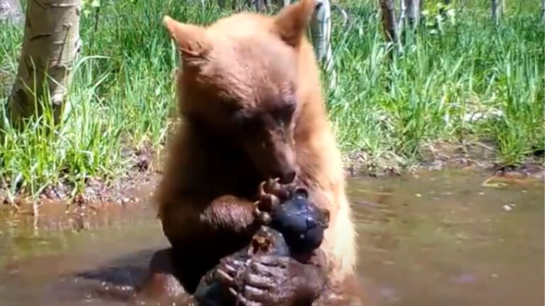Escaped Bear Cub In California Gets Caught On Trail Cam And What He’s Doing Will Make Your Day