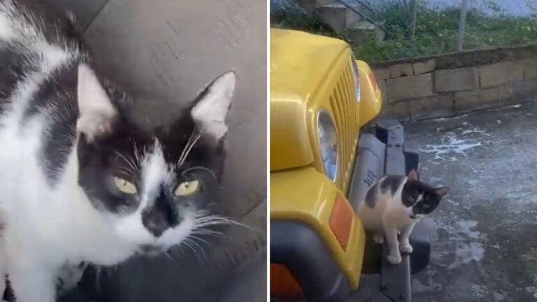 Puerto Rico Woman Opens Her Car And Can’t Believe What A Stray Cat Did Inside