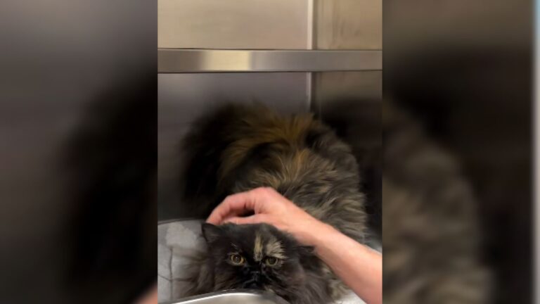 Matted Cat Shows Up On California Family’s Porch As If She Knows This Is Her Last Chance