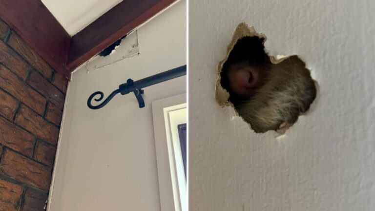 Ohio Couple Notices A Little Hole In Their Wall And Suddenly A Twitchy Pink Nose Pops Out