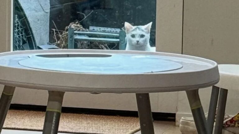NY Family Notices A Cat Visiting Their Patio Every Day, Then They Look Closer And Realize Why