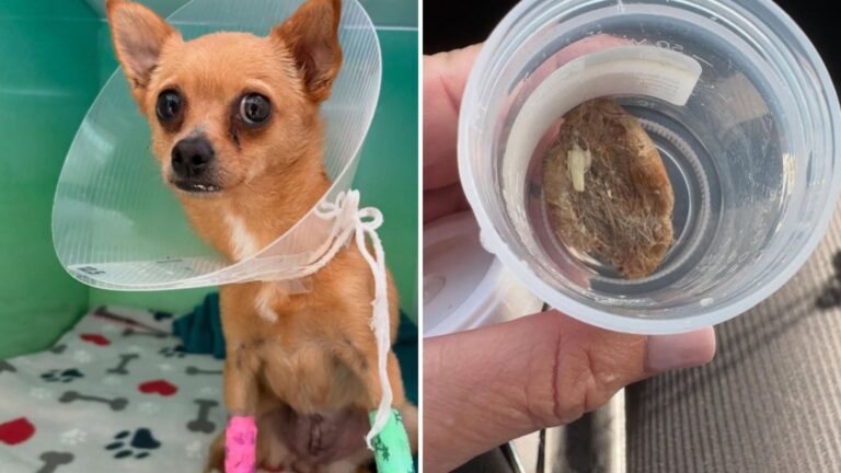 Florida Family Realizes Something Is Wrong With Their Dog, Then They Make A Shocking Discovery
