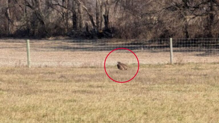 Pennsylvania Family Stunned By Mysterious Creature Lying Motionless In Their Field