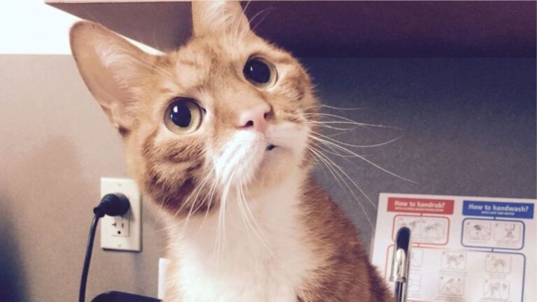 Family Surrenders Their Cat To NY Shelter After 7 Years, All Because Of A New Sofa