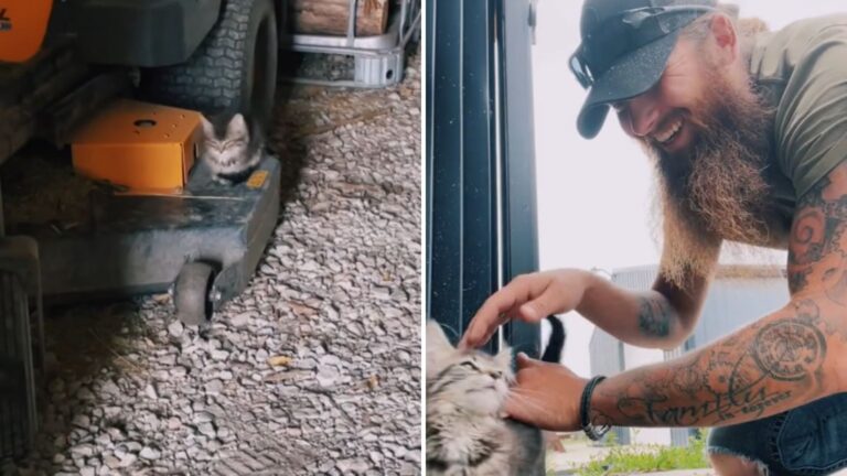 Indiana Farmer Rescues A Tiny Kitten Hiding In His Woodshed And His Mission Wins The Internet