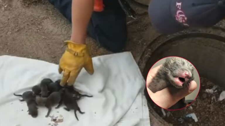 Colorado Firefighters Called To Rescue ‘Puppies’ Stuck In Drain End Up Shocked By What They See