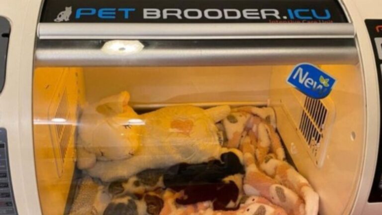 Virginia Woman Finds Newborn Kittens Frozen Into A Block Of Ice Lying Helplessly On The Ground