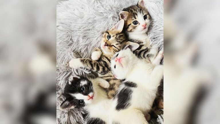 Box Left At North Carolina Loading Dock Reveals Four Precious Lives Someone Tried To Throw Away