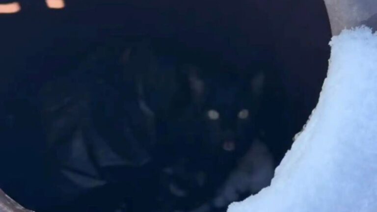 Frantic Cries Lead Colorado Photographer To Little Furry Creature Left Freezing In Trash Can