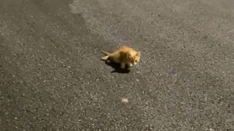 NY Friends Notice Tiny Disabled Kitten Dragging Himself Down Empty Road And Can’t Look Away