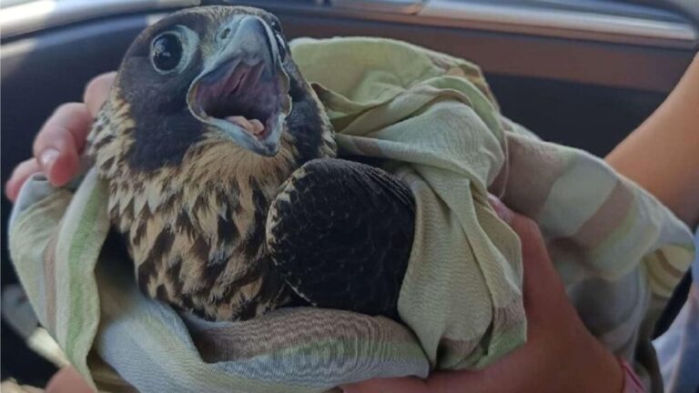 Friends Rescue A Bird On PA Road Not Knowing It’s One Of The Fastest Predators In The World