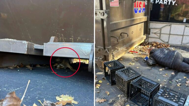 Fuzzy Little Face Peeking From Under Dumpster Sparks Urgent Rescue At Massachusetts Event Venue