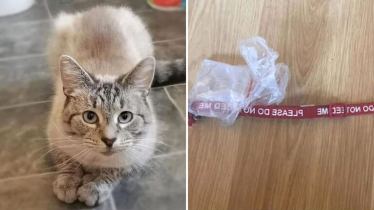 Ohio Man Stunned To Find His Cat Back Home With A Disturbing Three-Page Letter On His Collar
