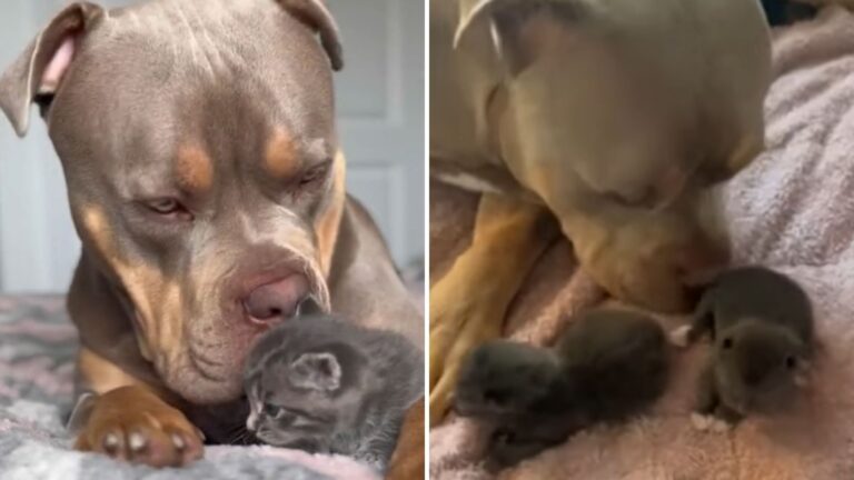 Giant XL Bully From Texas Helps A Cat Give Birth, Then Becomes Nanny To Her Kittens