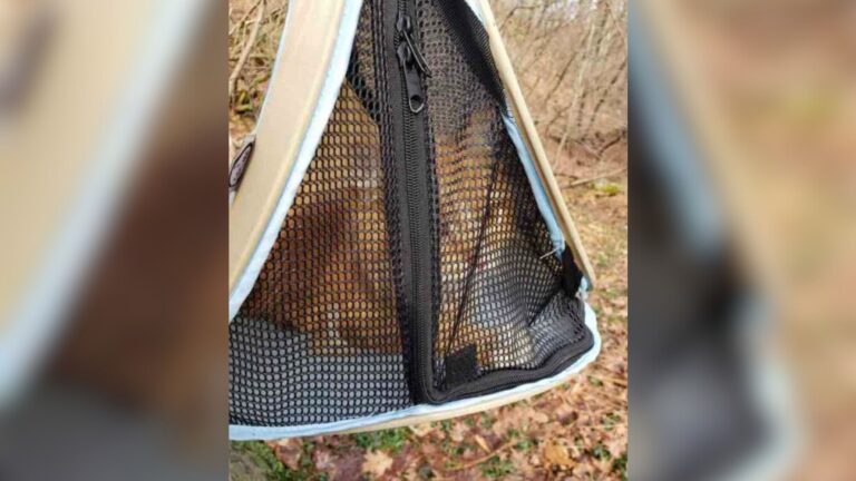 Connecticut Woman Almost Ignores A Carrier Sitting In A Ditch Until She Sees Something Move