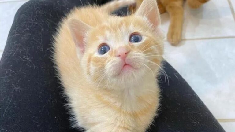 Indiana Cleaner Shocked By What’s Hidden In A Laundry Basket In The Basement Of An Empty Home