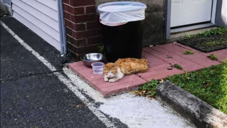 New Jersey Man Comes Home From Work Only To See Something Shocking In His Backyard