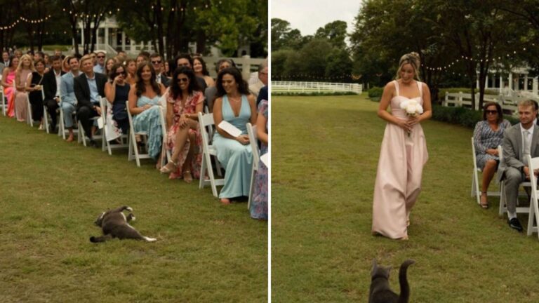 North Carolina Wedding Gets Interrupted By A Little Furry Guest Refusing To Leave The Aisle