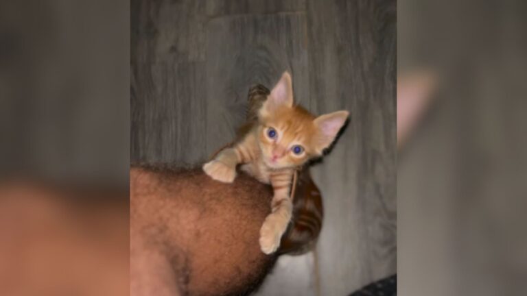 Colorado Man Cleaning Out Abandoned Bus Hears Faint Cries And Finds A Life-Changing Surprise