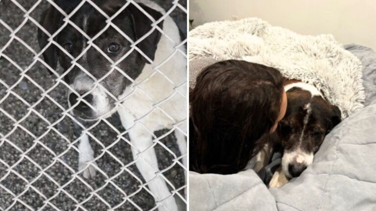 LA Shelter Evacuates Dogs During Fire Not Realizing One Deaf Pup Is Still Trapped Inside