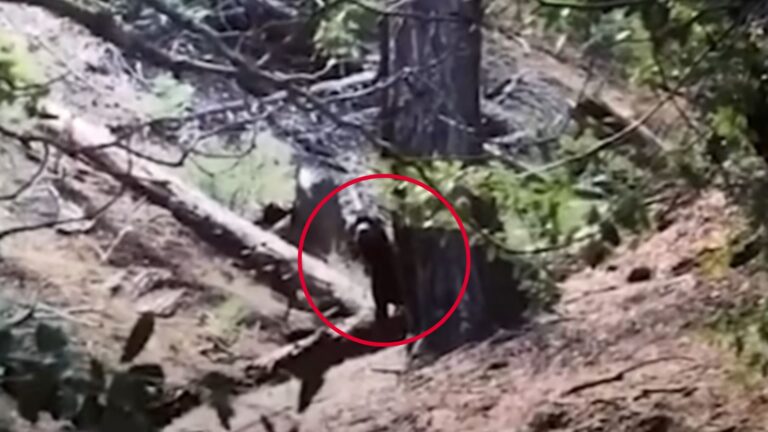 Woman Hiking Through LA Woods Spots A Huge Dark Figure Watching Her From The Cliff