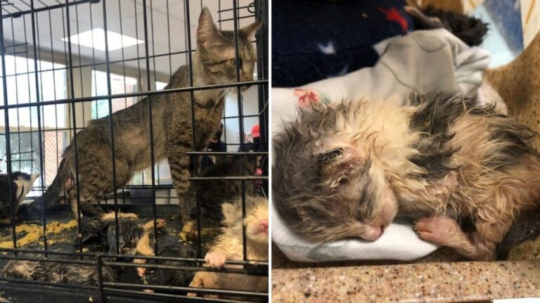 Philadelphia Contractor Follows Cries In Abandoned House To A Terrifying Discovery In The Wall