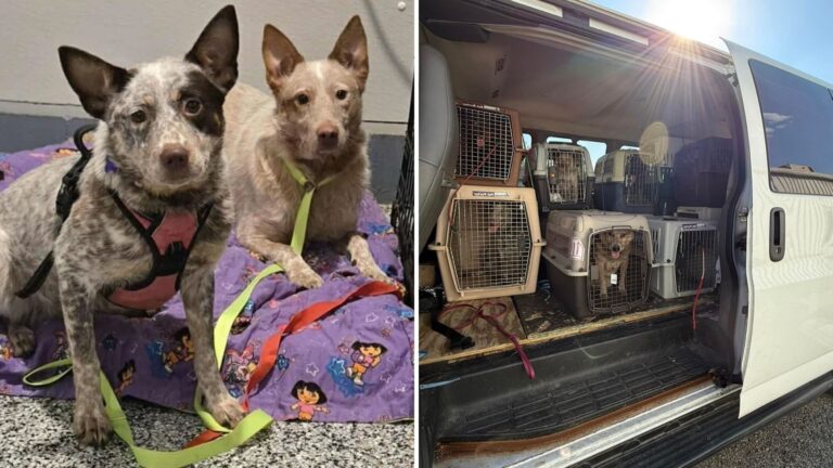 Disturbing Hoarding Case Explodes Into One Of The Largest Animal Rescues In Wisconsin History