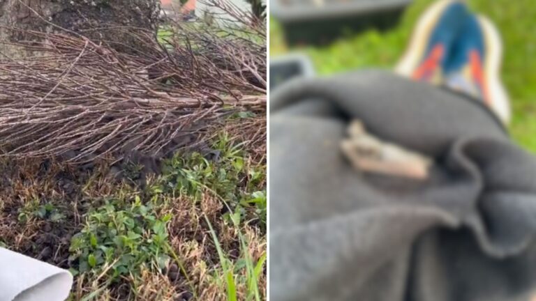 Florida Homeowner Lifts Palm Frond Fallen During Storm And Can’t Believe What’s Clinging To It
