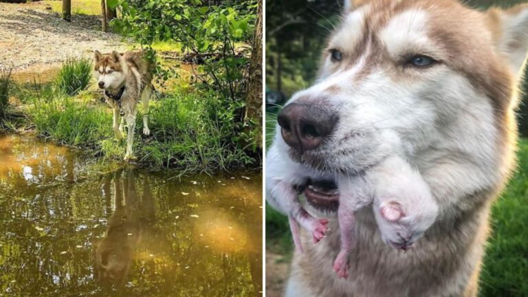 Husky Leads Owner To Sealed Box Hidden In Georgia Woods And Saves 7 Precious Lives