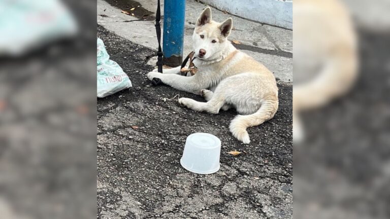 Puppy Tied To A Pole In California Neighborhood Hopes Someone Will Finally Stop And Save Him