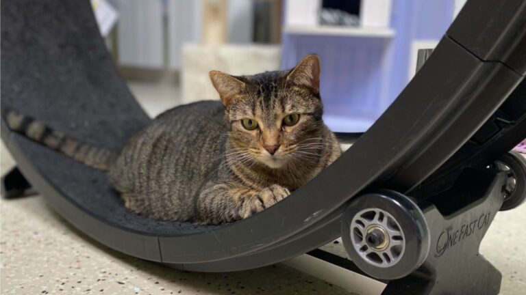 Idaho Woman Met A Shelter Cat No One Wanted To Adopt And Immediately Knew He Was Special