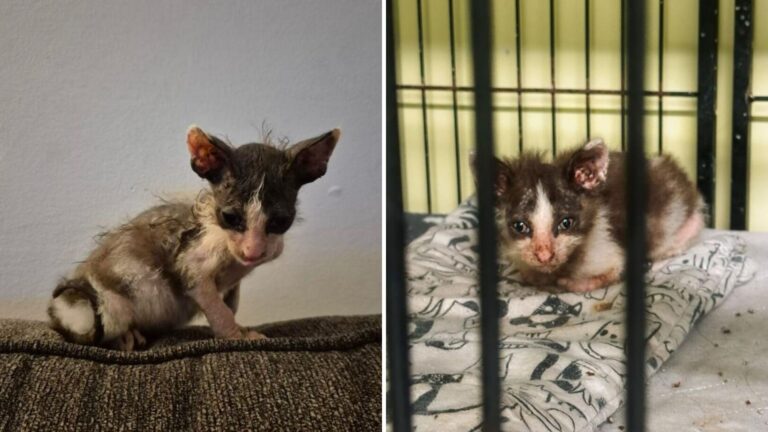 Indiana Shelter Meets The Scruffiest Kitten Ever, Then Discovers The Reason Behind His Look