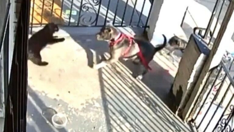 Cat Staggers Into Vet Clinic In Philadelphia Barely Alive After Two Boys Set Their Dogs On Him