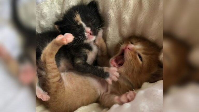 Two Injured Orphans Kept Each Other Alive On The Streets Of Arizona Until Help Arrived