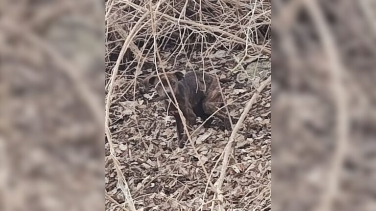 Indiana Trucker Spots A Pair Of Tiny Eyes In The Woods And Pulls Over Right Away