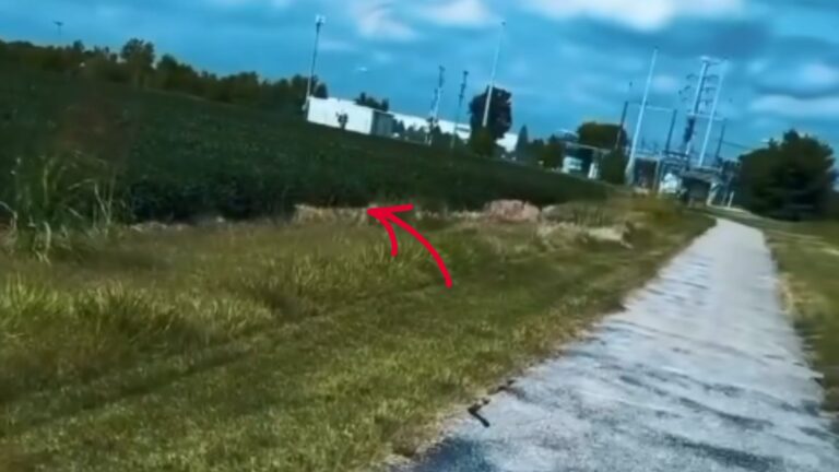 Jogger Finds Little Furball In Kentucky Cornfield And Instantly Knows This Is Something Special